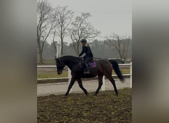 Más caballos centroeuropeos, Caballo castrado, 7 años, 170 cm, Castaño oscuro