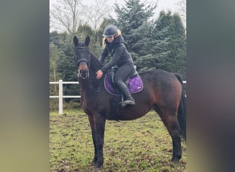 Más caballos centroeuropeos, Caballo castrado, 7 años, 170 cm, Castaño oscuro