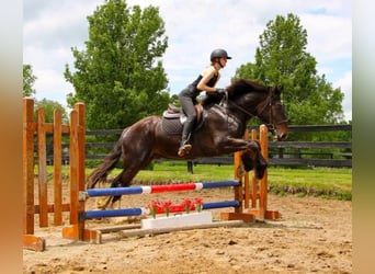 Más caballos centroeuropeos, Caballo castrado, 7 años, 170 cm, Negro