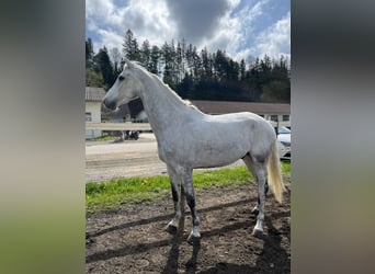 Más caballos centroeuropeos, Caballo castrado, 7 años, 170 cm, Tordo