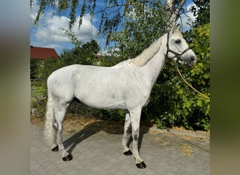 Más caballos centroeuropeos, Caballo castrado, 7 años, 170 cm, Tordo