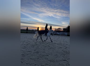 Más caballos centroeuropeos, Caballo castrado, 7 años, 170 cm, Tordo