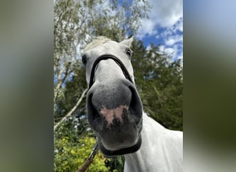 Más caballos centroeuropeos, Caballo castrado, 7 años, 170 cm, Tordo