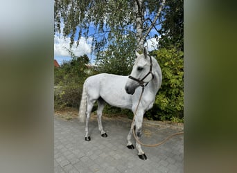 Más caballos centroeuropeos, Caballo castrado, 7 años, 170 cm, Tordo