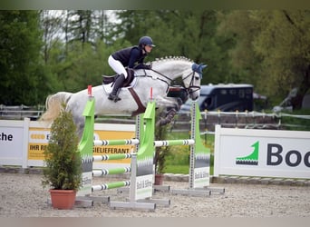 Más caballos centroeuropeos, Caballo castrado, 7 años, 170 cm, Tordo