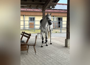 Más caballos centroeuropeos, Caballo castrado, 7 años, 170 cm, Tordo