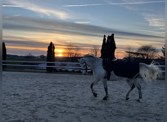 Más caballos centroeuropeos, Caballo castrado, 7 años, 170 cm, Tordo