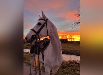 Más caballos centroeuropeos, Caballo castrado, 7 años, 170 cm, Tordo