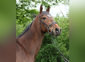 Más caballos centroeuropeos, Caballo castrado, 7 años, 172 cm, Castaño