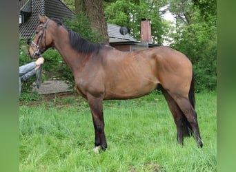 Más caballos centroeuropeos, Caballo castrado, 7 años, 172 cm, Castaño