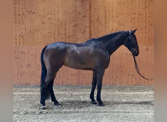 Más caballos centroeuropeos, Caballo castrado, 7 años, 174 cm, Castaño