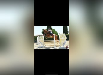 Más caballos centroeuropeos, Caballo castrado, 7 años, 176 cm, Alazán