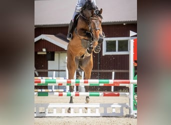 Más caballos centroeuropeos, Caballo castrado, 7 años, 177 cm, Castaño oscuro