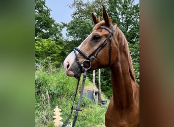 Más caballos centroeuropeos, Caballo castrado, 7 años, Alazán