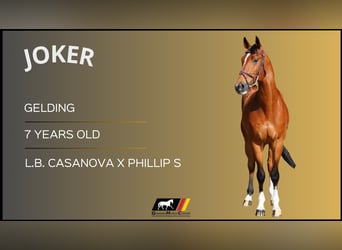 Más caballos centroeuropeos, Caballo castrado, 7 años, Castaño