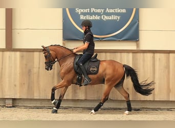 Más caballos centroeuropeos, Caballo castrado, 8 años, 147 cm, Castaño