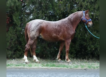 Más caballos centroeuropeos, Caballo castrado, 8 años, 154 cm, Ruano alazán