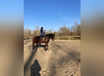 Más caballos centroeuropeos, Caballo castrado, 8 años, 155 cm, Castaño