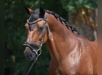 Más caballos centroeuropeos, Caballo castrado, 8 años, 155 cm, Castaño