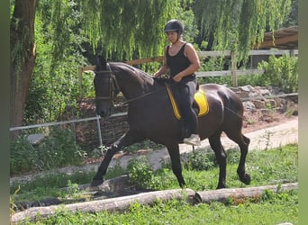 Más caballos centroeuropeos, Caballo castrado, 8 años, 156 cm, Negro