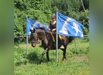 Más caballos centroeuropeos, Caballo castrado, 8 años, 156 cm, Negro