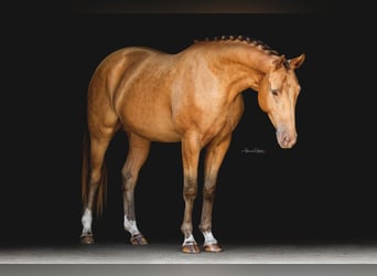 Más caballos centroeuropeos, Caballo castrado, 8 años, 157 cm, Champán