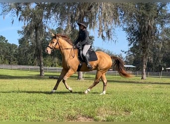 Más caballos centroeuropeos, Caballo castrado, 8 años, 157 cm, Champán