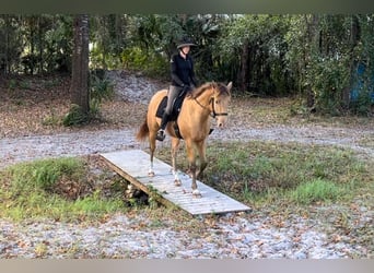 Más caballos centroeuropeos, Caballo castrado, 8 años, 157 cm, Champán