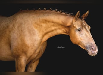 Más caballos centroeuropeos, Caballo castrado, 8 años, 157 cm, Champán