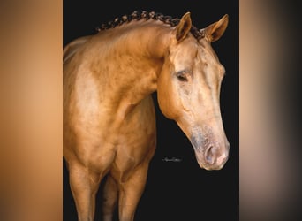 Más caballos centroeuropeos, Caballo castrado, 8 años, 157 cm, Champán