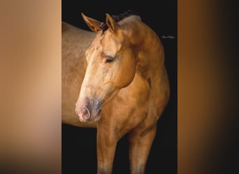 Más caballos centroeuropeos, Caballo castrado, 8 años, 157 cm, Champán