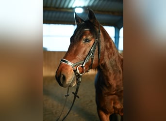 Más caballos centroeuropeos Mestizo, Caballo castrado, 8 años, 158 cm, Castaño