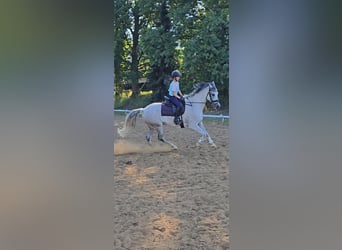 Más caballos centroeuropeos, Caballo castrado, 8 años, 158 cm, Tordo