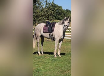 Más caballos centroeuropeos, Caballo castrado, 8 años, 158 cm, Tordo