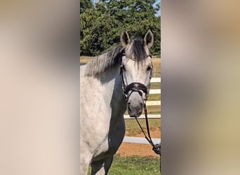 Más caballos centroeuropeos, Caballo castrado, 8 años, 158 cm, Tordo