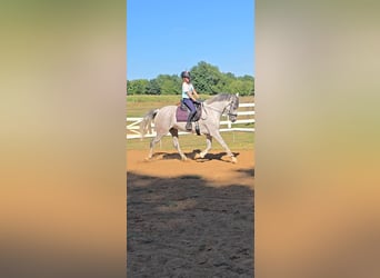 Más caballos centroeuropeos, Caballo castrado, 8 años, 158 cm, Tordo