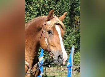 Más caballos centroeuropeos, Caballo castrado, 8 años, 160 cm, Alazán