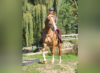 Más caballos centroeuropeos, Caballo castrado, 8 años, 160 cm, Alazán