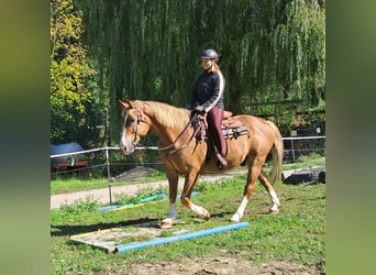 Más caballos centroeuropeos, Caballo castrado, 8 años, 160 cm, Alazán