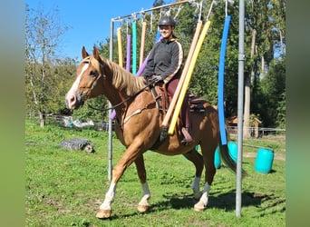 Más caballos centroeuropeos, Caballo castrado, 8 años, 160 cm, Alazán