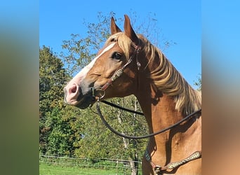 Más caballos centroeuropeos, Caballo castrado, 8 años, 160 cm, Alazán