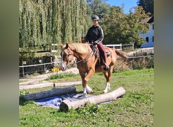 Más caballos centroeuropeos, Caballo castrado, 8 años, 160 cm, Alazán