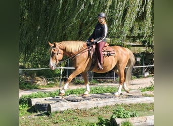 Más caballos centroeuropeos, Caballo castrado, 8 años, 160 cm, Alazán