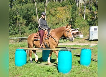 Más caballos centroeuropeos, Caballo castrado, 8 años, 160 cm, Alazán