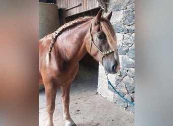 Más caballos centroeuropeos, Caballo castrado, 8 años, 160 cm, Alazán-tostado