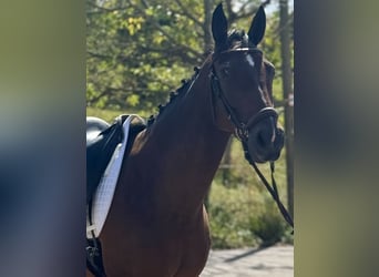 Más caballos centroeuropeos, Caballo castrado, 8 años, 160 cm, Castaño oscuro