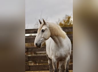 Más caballos centroeuropeos Mestizo, Caballo castrado, 8 años, 160 cm, Tordo