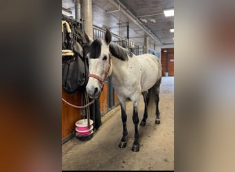Más caballos centroeuropeos, Caballo castrado, 8 años, 160 cm, Tordo rodado