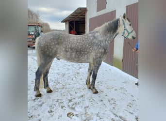 Más caballos centroeuropeos Mestizo, Caballo castrado, 8 años, 161 cm, Tordo