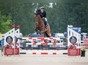 Más caballos centroeuropeos, Caballo castrado, 8 años, 163 cm, Castaño